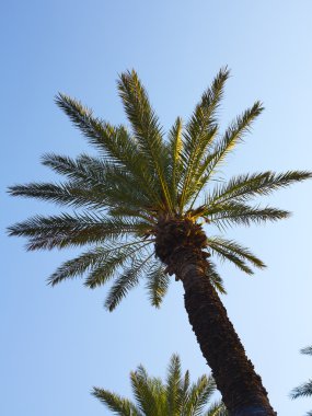 Palmiye ağacı üzerinde mavi gökyüzü günbatımı