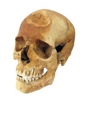 Eski arkeolojik bulmak insan kafatası kafatası üzerinde beyaz izole