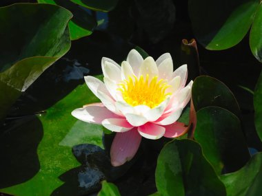 Güzel pembe nilüfer lotus çiçeği gölet yeşil yaprakları