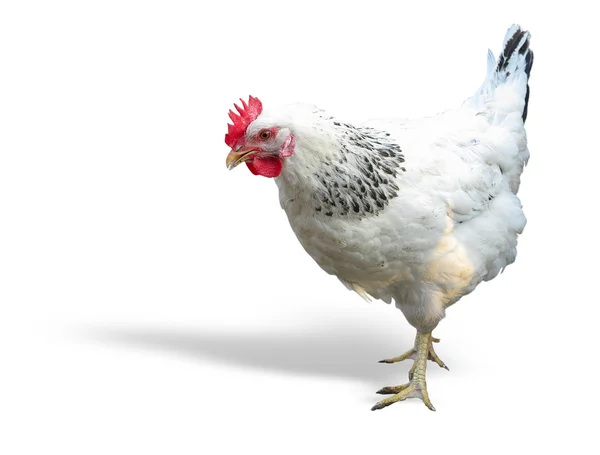 White with black chicken isolated over white — Stock Photo, Image