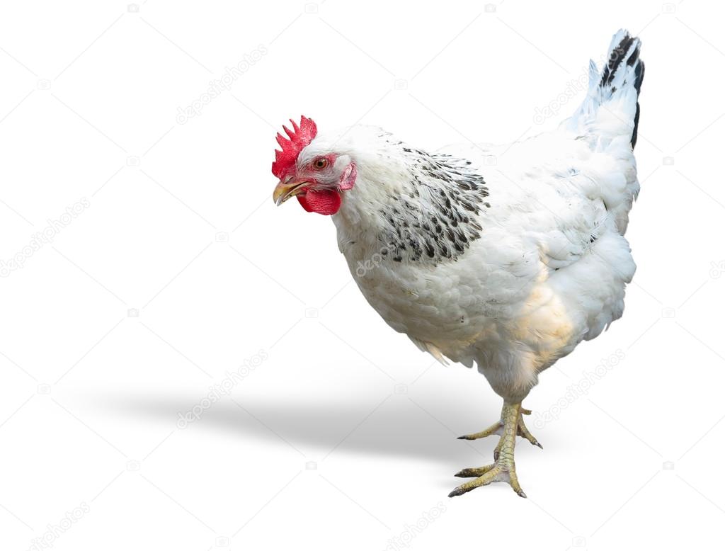 White with black chicken isolated over white