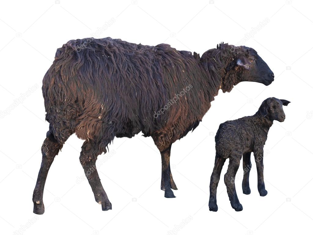 Black sheep and lamb isolated over white