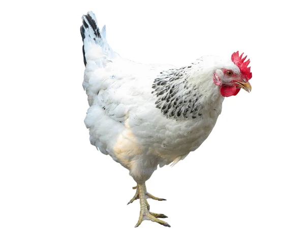 Fehér, fekete, elszigetelt, felett fehér csirke — Stock Fotó