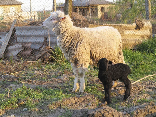 Witte schapen en zwart lam op de binnenplaats van de boerderij — Stockfoto