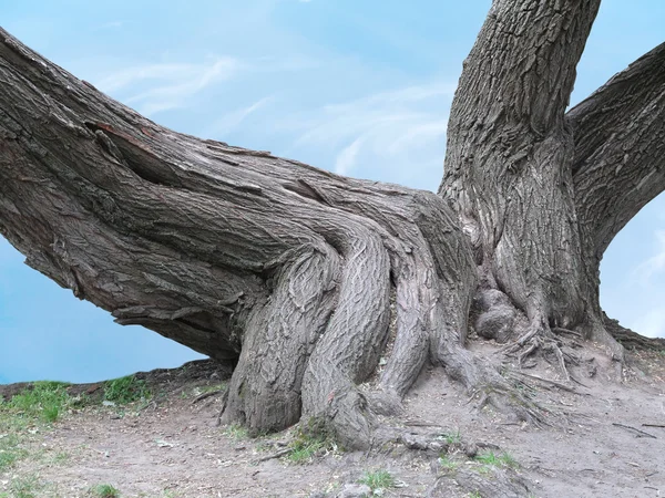 Enormi radici di un vecchio albero sopra il cielo blu — Foto Stock