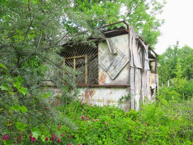 Eski terk edilmiş ahşap ahır bitki örtüsü ile büyümüş