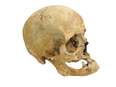 Eski arkeolojik bulmak insan kafatası kafatası üzerinde beyaz izole