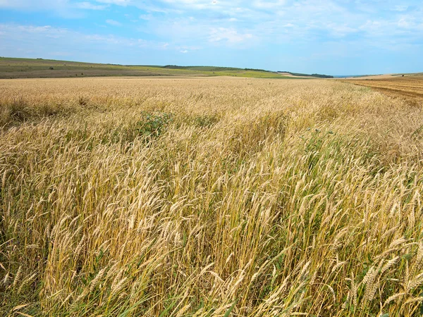 Летом покрывает желтое пшеничное поле. — стоковое фото