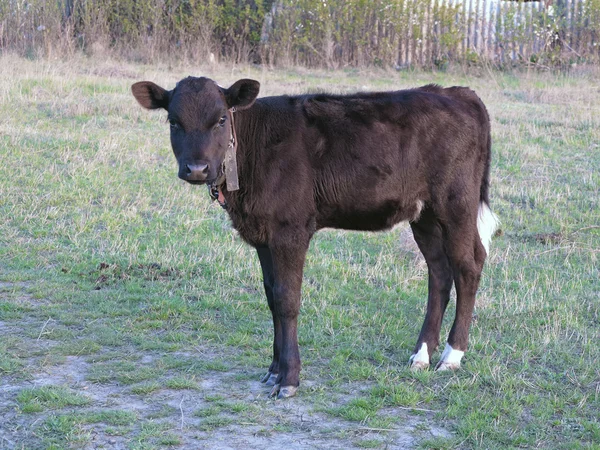 Bello piccolo vitello nero grazioso in erba verde — Foto Stock