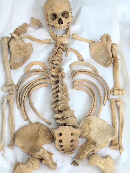Arkeolojik bul eski insan iskeleti gösteri — Stok fotoğraf