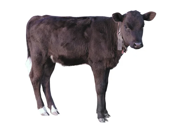 Vacker svart liten söt kalv isolerade över vita — Stockfoto