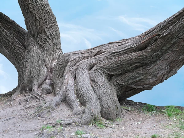 Enormi radici di un vecchio albero sopra il cielo blu — Foto Stock