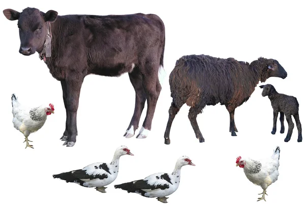 Animali da fattoria isolati su vitello bianco, pecora, agnello, pollo, d — Foto Stock