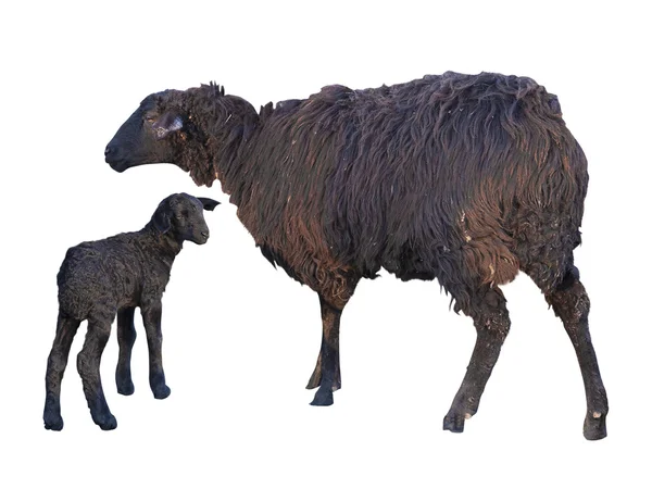 黑羊和羊肉白色孤立 — 图库照片