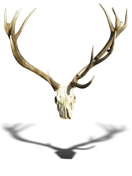 Antlers deer horns with skull isolated over white — Stock Photo, Image