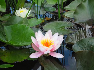 Güzel pembe nilüfer lotus çiçeği gölet yeşil yaprakları