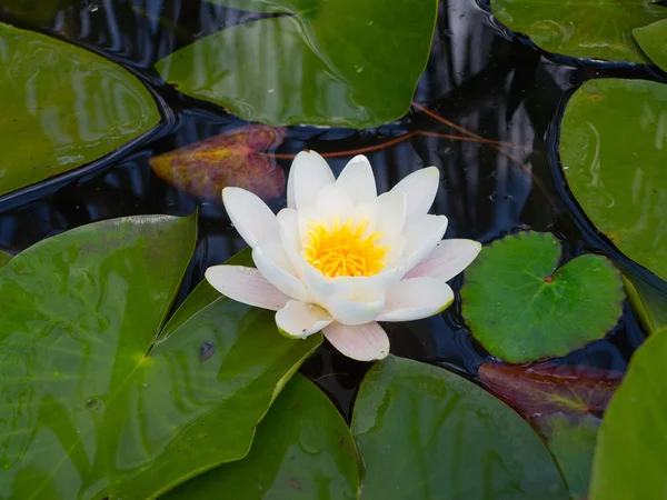 Beautiful pink water lily lotus flower in pond green leaves — Stock Photo, Image