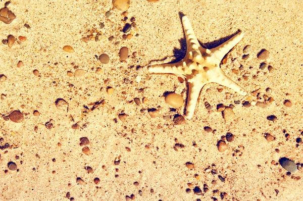 Estrela do mar na areia. — Fotografia de Stock