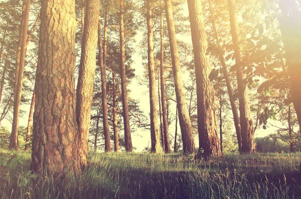 Natur im Wald im Sommer. — Stockfoto