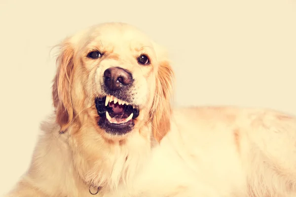Perro recuperador de oro enojado . —  Fotos de Stock