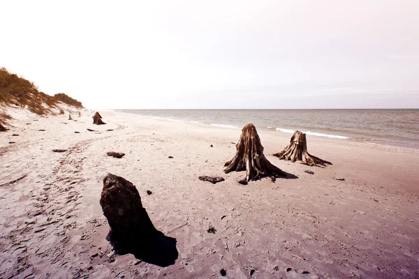 Troncos de árvores mortas no Parque Nacional Slowinski . — Fotografia de Stock