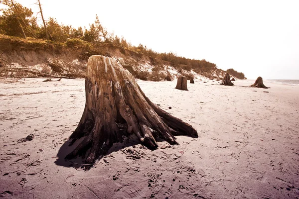 Troncos de árvores mortas no Parque Nacional Slowinski . — Fotografia de Stock