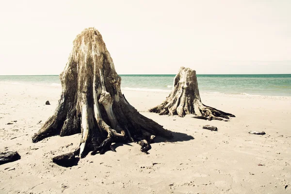 Mrtvé kmeny na pláži. — Stock fotografie