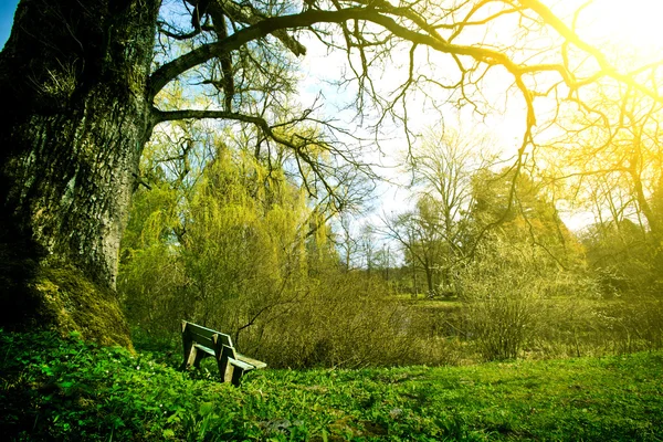 Lonely bench in the park at sunny summer day. — Stock Photo, Image