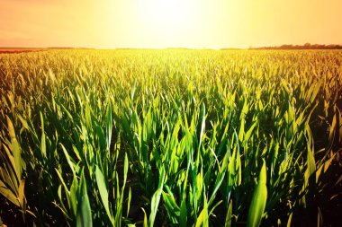 Sıcak yaz ve yeşil çimen.