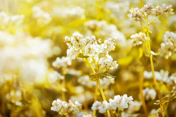 Vita blommor på den inlämnade på sommaren. — Stockfoto