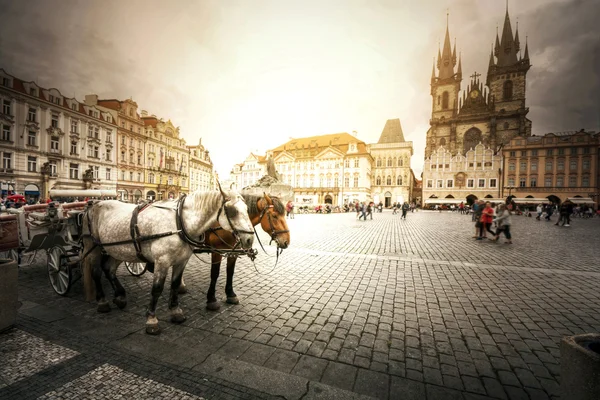 Team of horses in Prague. — Stock Photo, Image