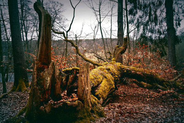 Broken dead tree in the forest. Nature. Autumn.