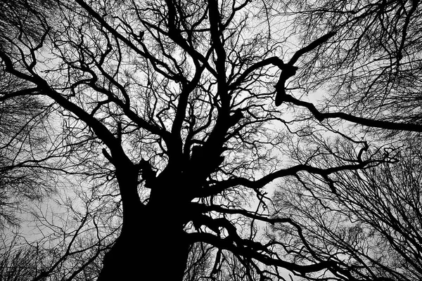 Foto Bianco Nero Albero Invernale Morto Natura Immagine Concettuale — Foto Stock