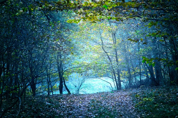 Natur. dunkler Wald. — Stockfoto
