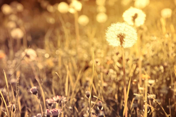 Frühling. — Stockfoto