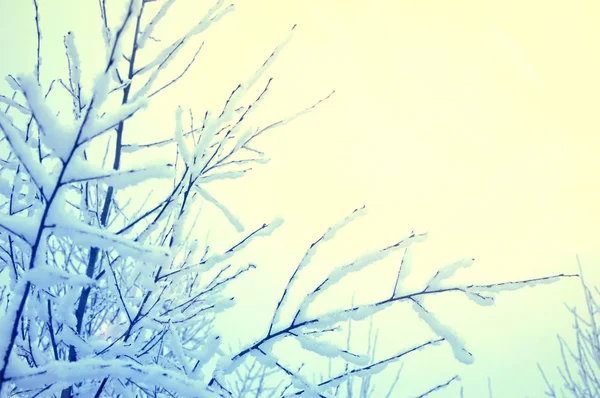 Vinter. — Stockfoto