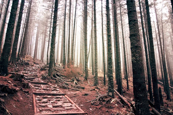 Naturen. Skog. – stockfoto