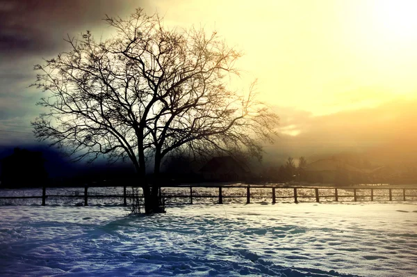 Árvore de inverno imagem conceitual . — Fotografia de Stock