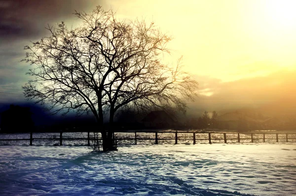 Konzeptionelles Winterbaumbild. — Stockfoto