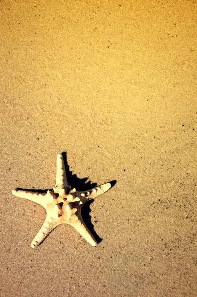 Estrella de mar en la playa. —  Fotos de Stock