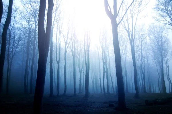 Skog. — Stockfoto