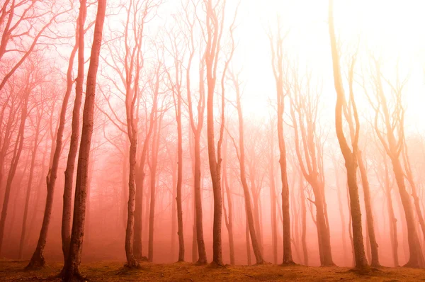 赤い森林. — ストック写真