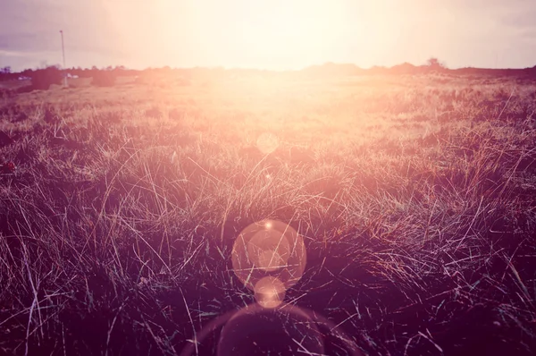 Campo soleado en verano . — Foto de Stock