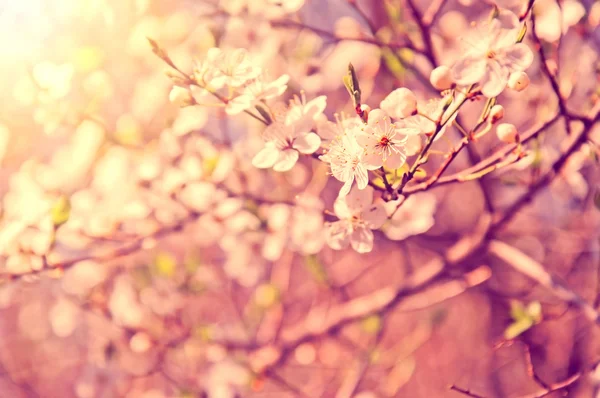 Lente en natuur. — Stockfoto