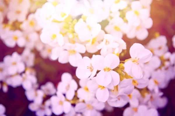 Spring background. — Stock Photo, Image