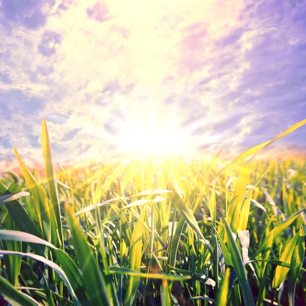 Naturaleza en verano . — Foto de Stock