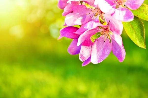 Naturaleza y primavera flor fondo . — Foto de Stock