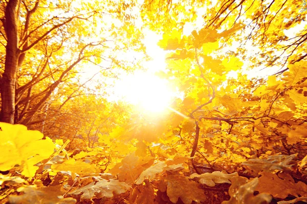 Herbst im Wald. — Stockfoto