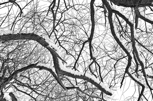 Концептуальне зображення зимового дерева . — стокове фото