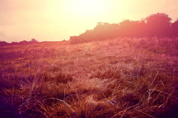 Sonniges Feld im Sommer. — Stockfoto